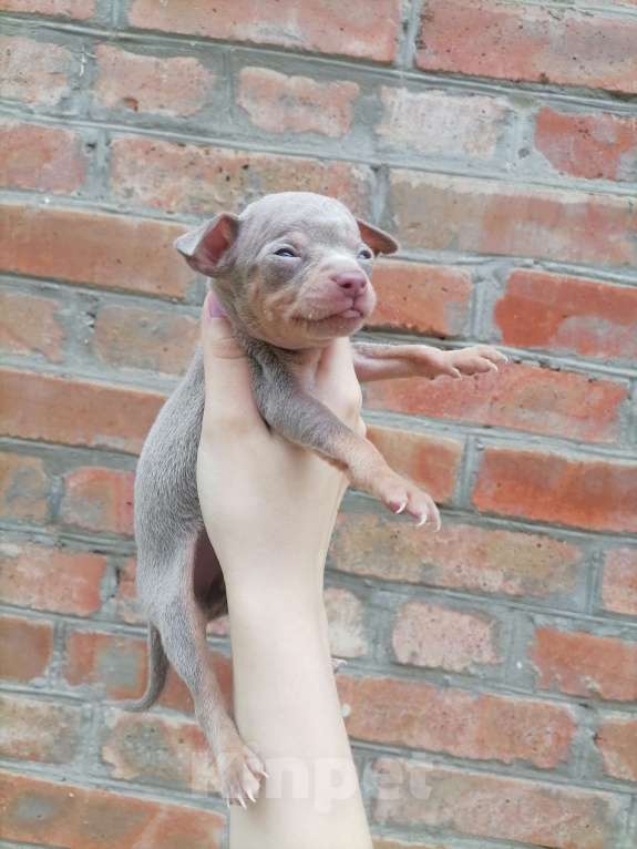 Собаки в Новочеркасске: Русский Той-терьер  Девочка, 10 000 руб. - фото 5