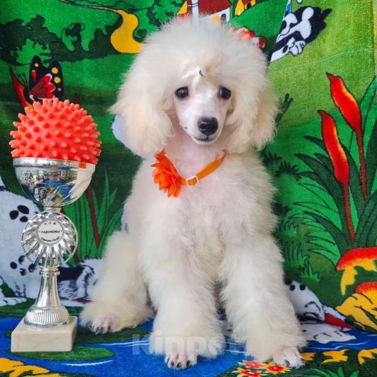 Собаки в Москве: Щенок той пуделя белая девочка Девочка, 100 000 руб. - фото 10