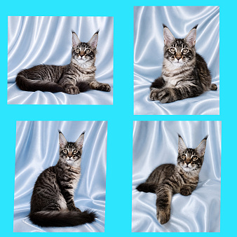 Котик - дикого окраса