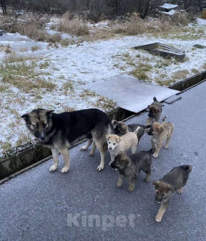 Собаки в других городах Московской области: Озорные щенята ищут дом Мальчик, Бесплатно - фото 1