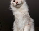 Кошки в Краснодаре: Котята Мейн-кун Разнополые, 30 000 руб. - фото 5