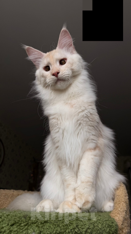 Кошки в Краснодаре: Котята Мейн-кун Разнополые, 30 000 руб. - фото 5