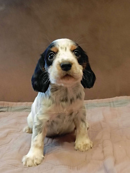 Русский охотничий спаниель мальчик