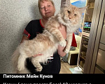 Кошки в Москве: Котенок мейн кун Мальчик, 70 000 руб. - фото 6