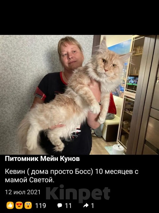 Кошки в Москве: Котенок мейн кун Мальчик, 70 000 руб. - фото 6