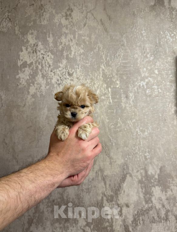 Собаки в Москве: Малыш Мальчик, 50 000 руб. - фото 1