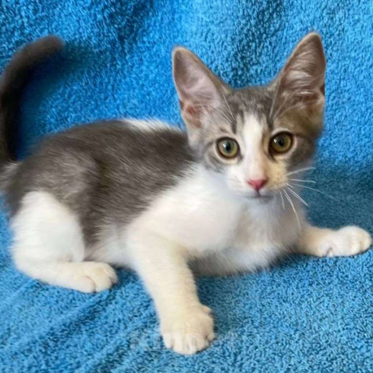 Кошки в Москве: Малыш Пельмень Мальчик, Бесплатно - фото 2