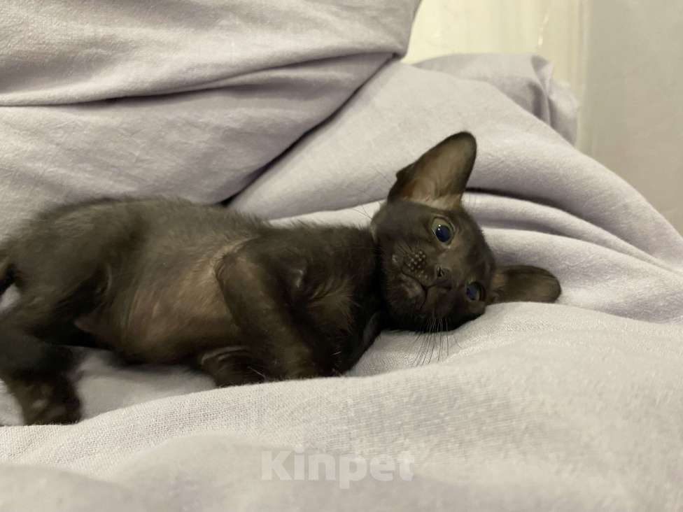 Кошки в Краснодаре: Ориентальный котенок Девочка, Бесплатно - фото 10