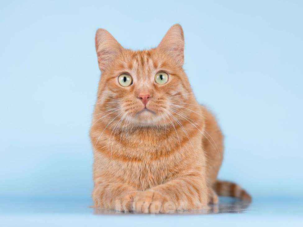 Кошки в Москве: Ярко-рыжий ласковый кот Персей в добрые руки Мальчик, Бесплатно - фото 5