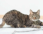 Кошки в Москве: Ласковая полосатая кошка Ириска с кистями на ушах ищет дом Девочка, Бесплатно - фото 2