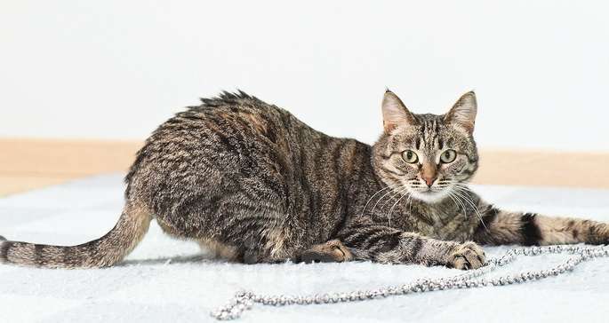 Кошки в Москве: Ласковая полосатая кошка Ириска с кистями на ушах ищет дом Девочка, Бесплатно - фото 2