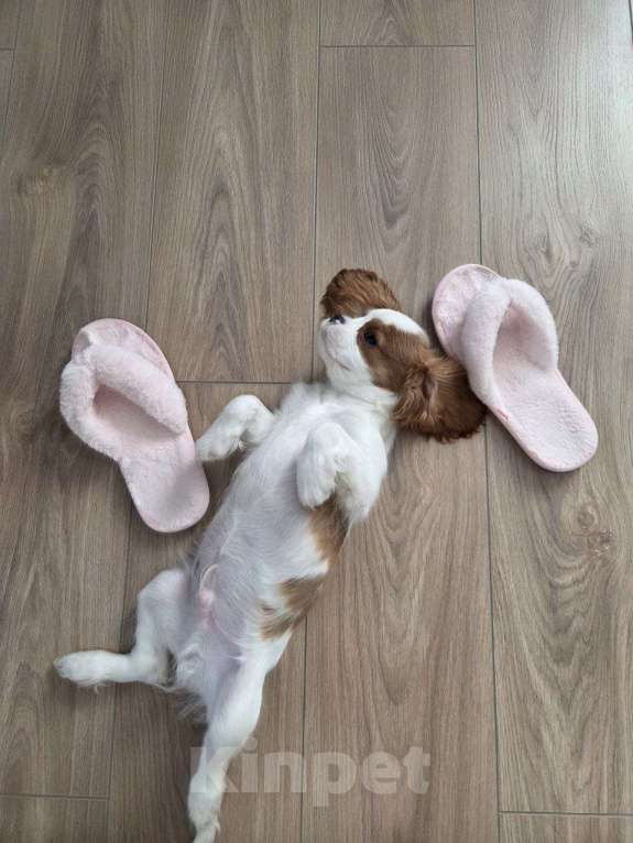 Собаки в Новосибирске: Кавалер кинг-чарльз-спаниель, щенок Мальчик, 70 000 руб. - фото 3