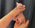 Кошки в Дедовске: Котенок мальчик Мальчик, Бесплатно - фото 4