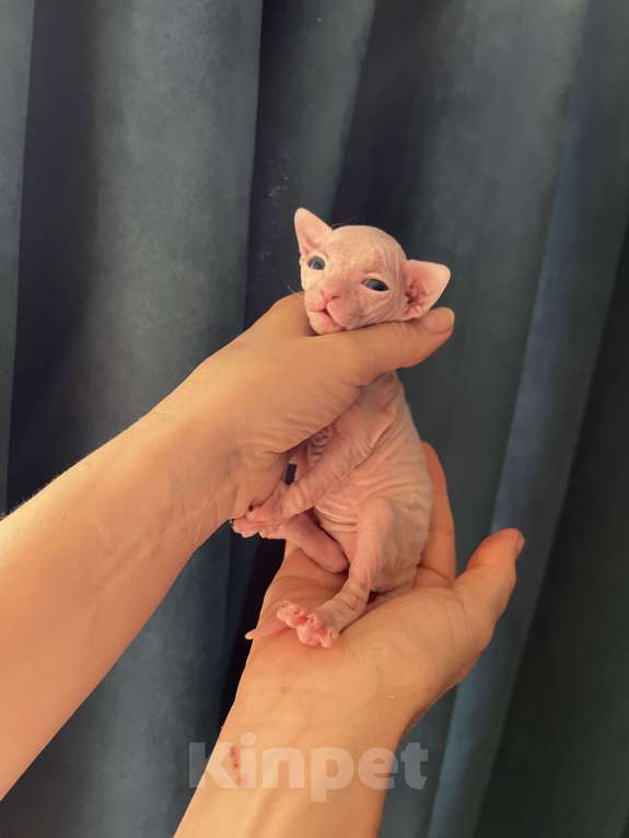 Кошки в Дедовске: Котенок мальчик Мальчик, Бесплатно - фото 4