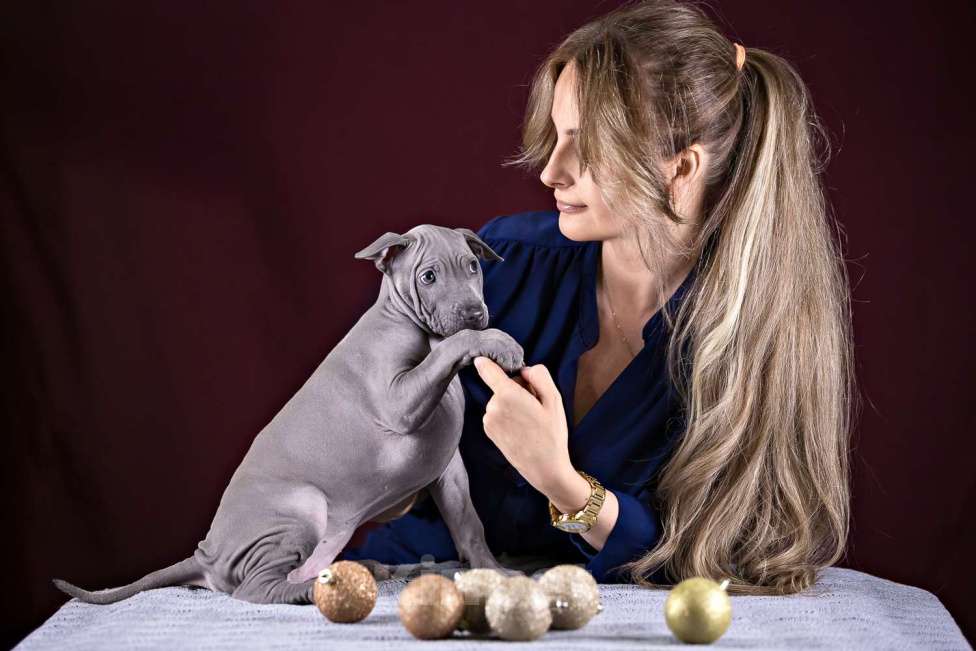 Собаки в других городах Московской области: Щенок Тайского Риджбека Девочка, 150 000 руб. - фото 5