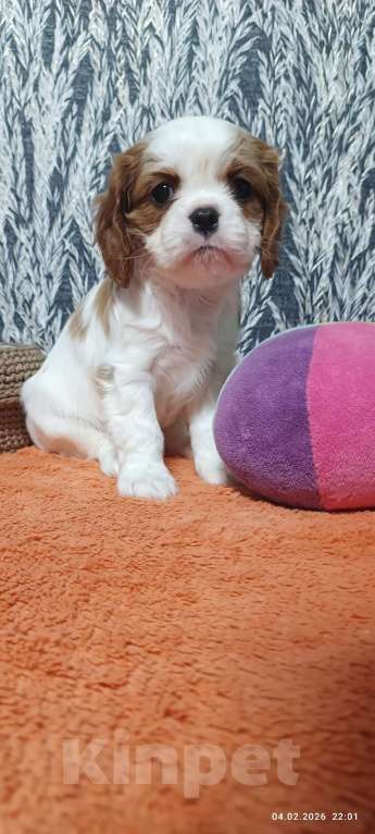 Собаки в Ярославле: щенки Кавалер Кинг Чарльз спаниель Девочка, 80 000 руб. - фото 2