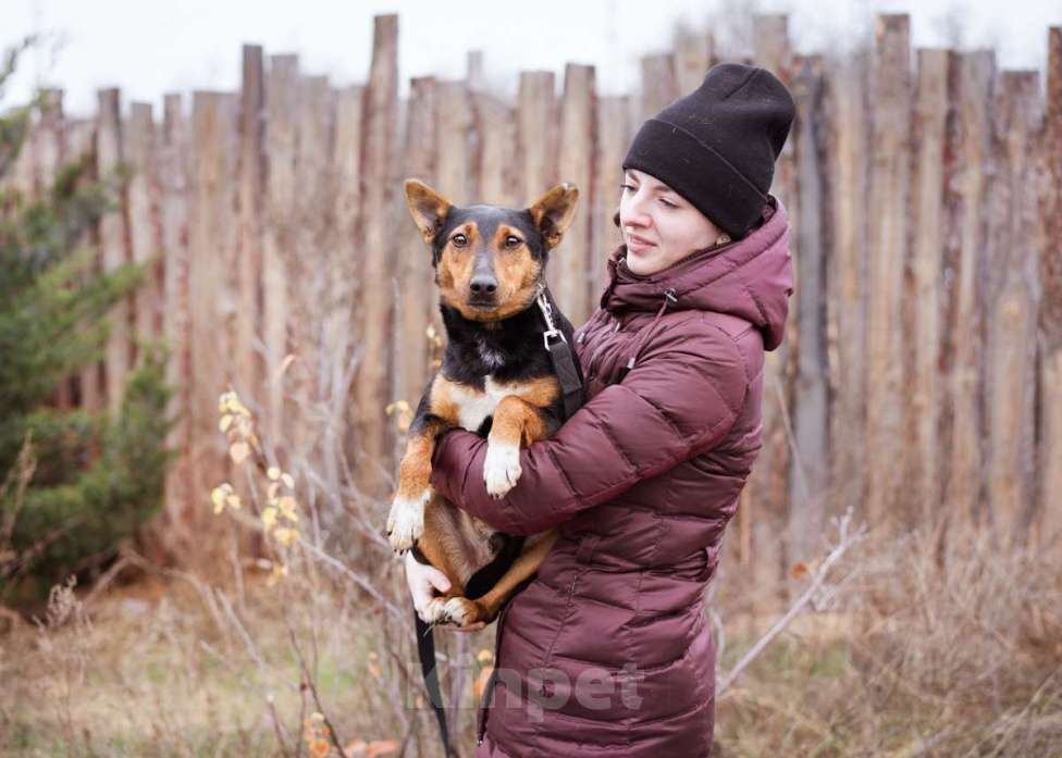Собаки в Москве: Собака из приюта ищет дом Мальчик, Бесплатно - фото 8