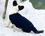 Собаки в Москве: Щенки вельш-корги кардиган Мальчик, 30 000 руб. - фото 4