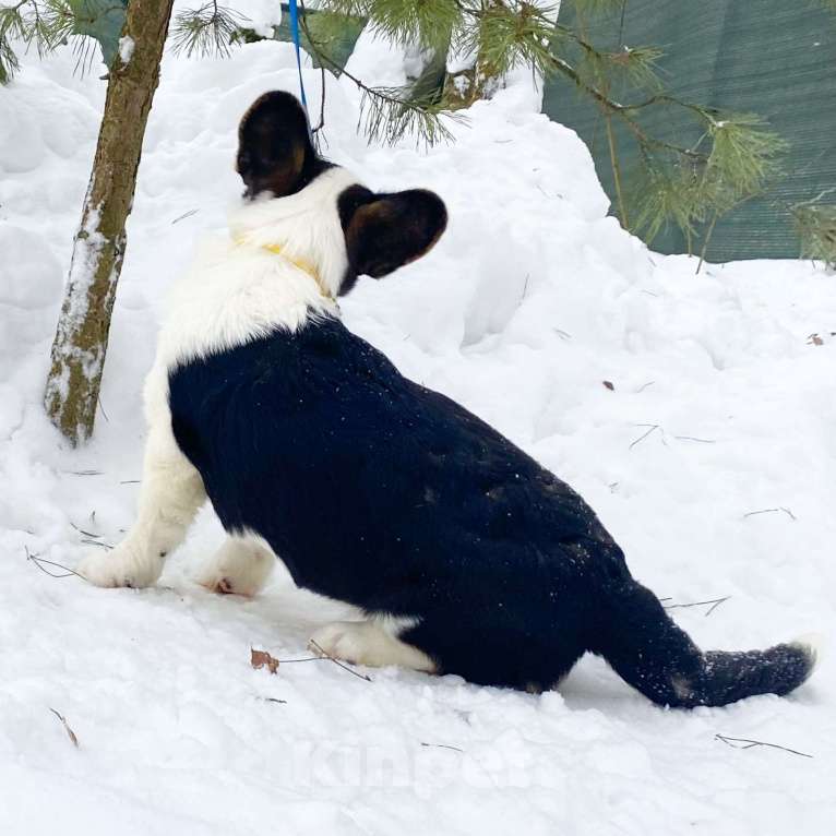Собаки в Москве: Щенки вельш-корги кардиган Мальчик, 30 000 руб. - фото 4