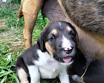 Собаки в Москве: 🐶 Семь очаровательных щенков ищут любящий дом! 🐶 Мальчик, Бесплатно - фото 8