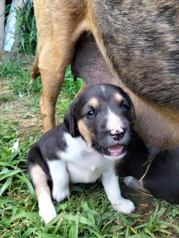 Собаки в Москве: 🐶 Семь очаровательных щенков ищут любящий дом! 🐶 Мальчик, Бесплатно - фото 8