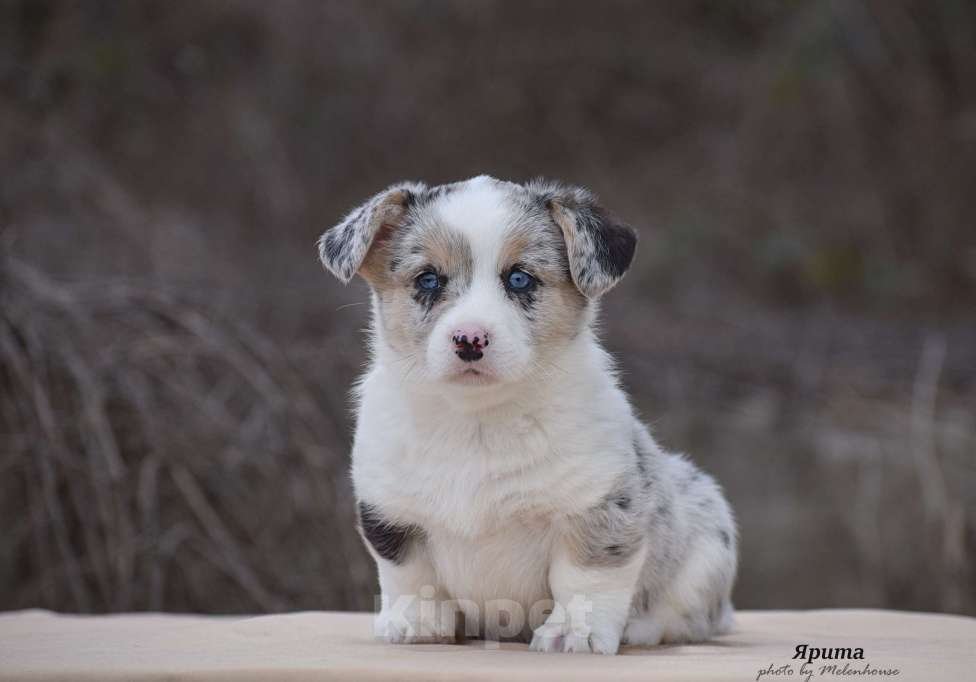 Собаки в Домодедово: Щенок вельш корги кардиган Девочка, 60 000 руб. - фото 2