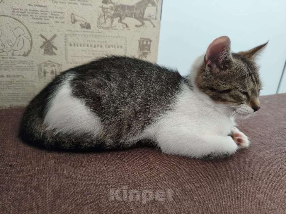 Кошки в других городах Московской области: котёнок Девочка, Бесплатно - фото 5