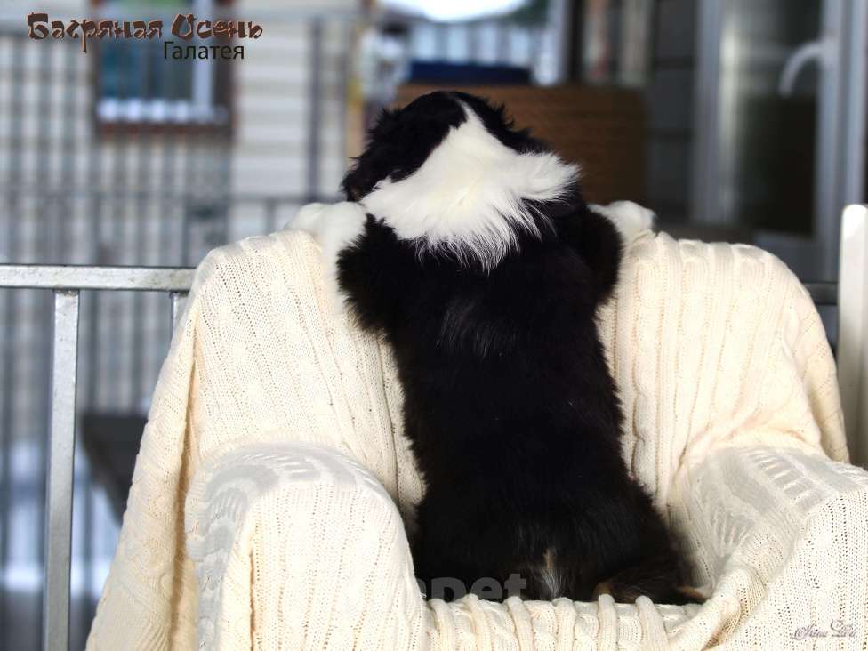 Собаки в других городах Московской области: Продается девочка миниаусси Девочка, 60 000 руб. - фото 6