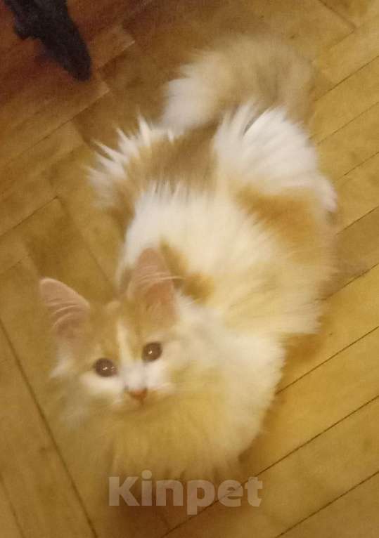 Кошки в Москве: Бело-рыжая сибирская кошечка Девочка, Бесплатно - фото 1