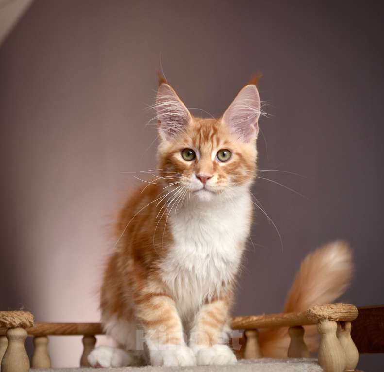 Кошки в Краснодаре: Мейн-кун мальчик  Мальчик, 70 000 руб. - фото 3