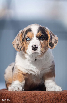 Мальчик корги