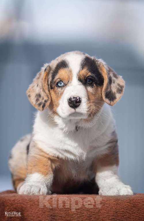 Собаки в Москве: Мальчик корги Мальчик, Бесплатно - фото 1