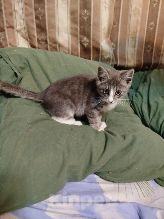 Кошки в Калуге: Котенок Шелдон Мальчик, Бесплатно - фото 2