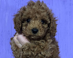 Собаки в других городах Московской области: Пудель Щенок  Мальчик, 55 000 руб. - фото 5