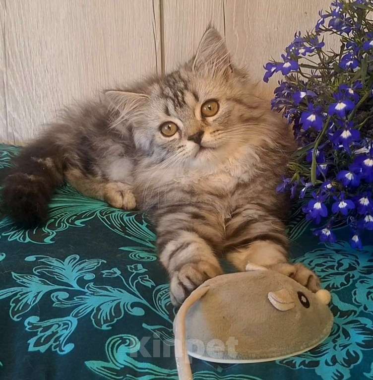 Кошки в Барнауле: Чистокровные шотландские котята Девочка, 15 000 руб. - фото 1