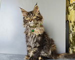 Кошки в Москве: Котёнок Мейн-кун Девочка Девочка, 47 000 руб. - фото 8