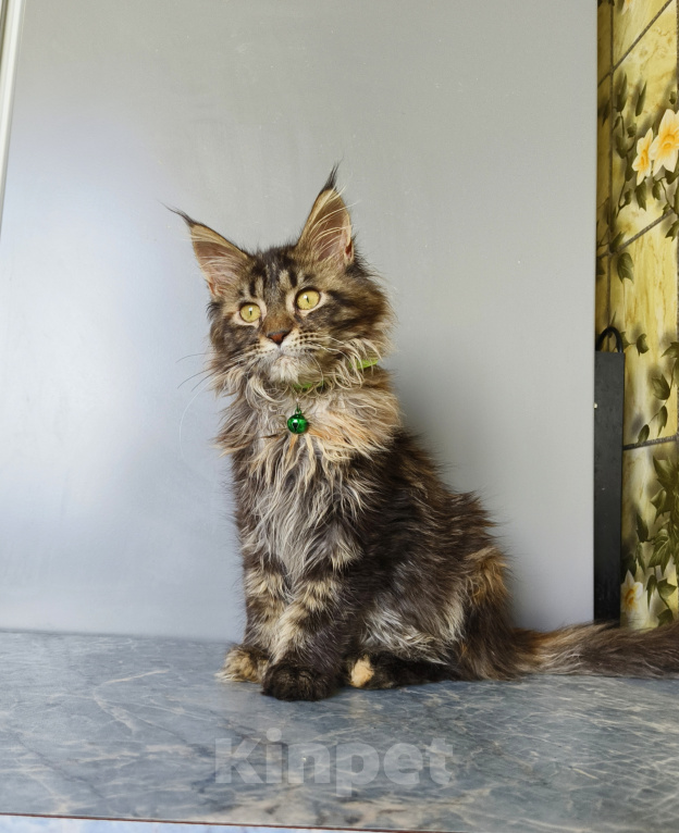 Кошки в Москве: Котёнок Мейн-кун Девочка Девочка, 47 000 руб. - фото 8