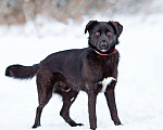 Собаки в Москве: Супер-пёс в добрые руки Мальчик, Бесплатно - фото 8