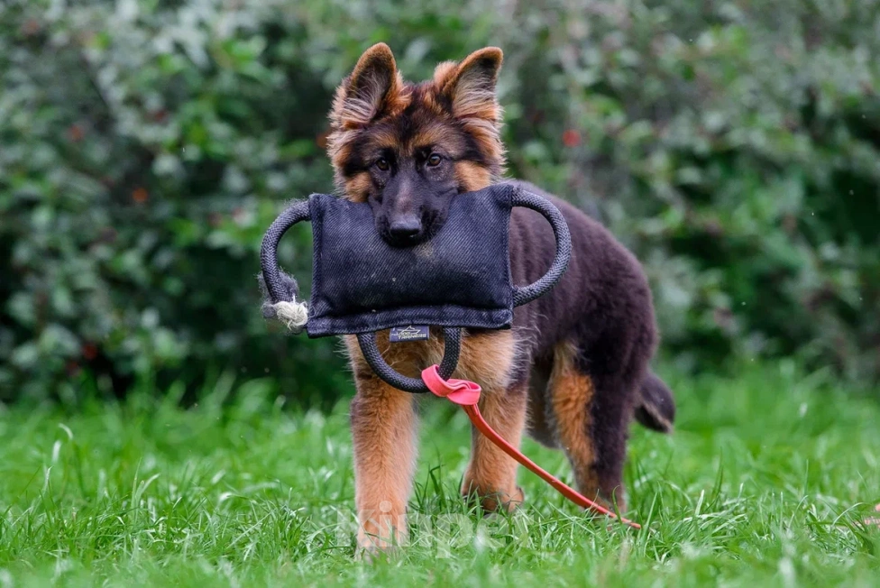 Собаки в Екатеринбурге: Team Allemo Haus Melissa Девочка, 50 000 руб. - фото 2