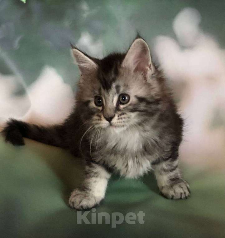 Кошки в Санкт-Петербурге: Котик мейн кун из питомника Nord-Westland Мальчик, 45 000 руб. - фото 4