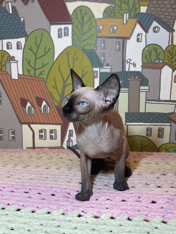 Кошки в Москве: Невероятная девочка канадочка Девочка, 45 000 руб. - фото 3