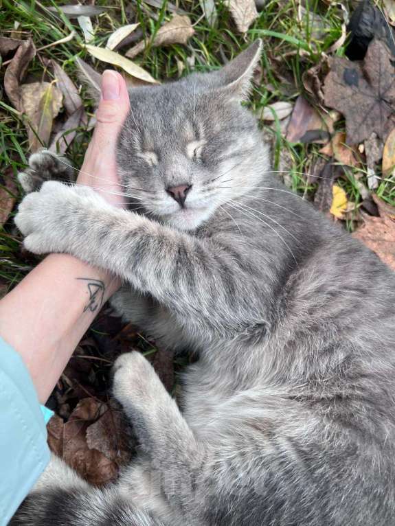 Кошки в Москве: Добродушный красавчик ищет себе кожаных Мальчик, Бесплатно - фото 1