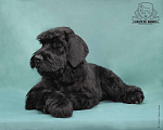 Собаки в Москве: Великолепные щенки Ризеншнауцер Мальчик, 80 000 руб. - фото 9