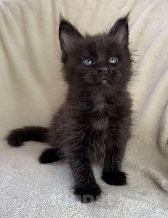 Кошки в Дмитрове: Черный солидный мальчик мейн кун Мальчик, 60 000 руб. - фото 4