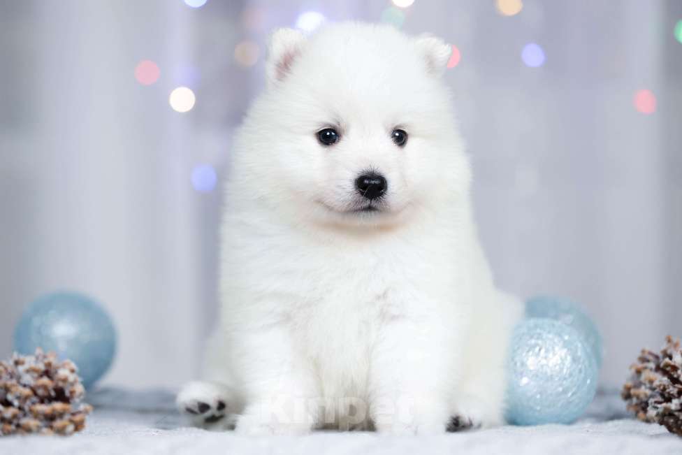 Собаки в Москве: Японский шпиц щенки РКФ  Мальчик, 50 000 руб. - фото 3