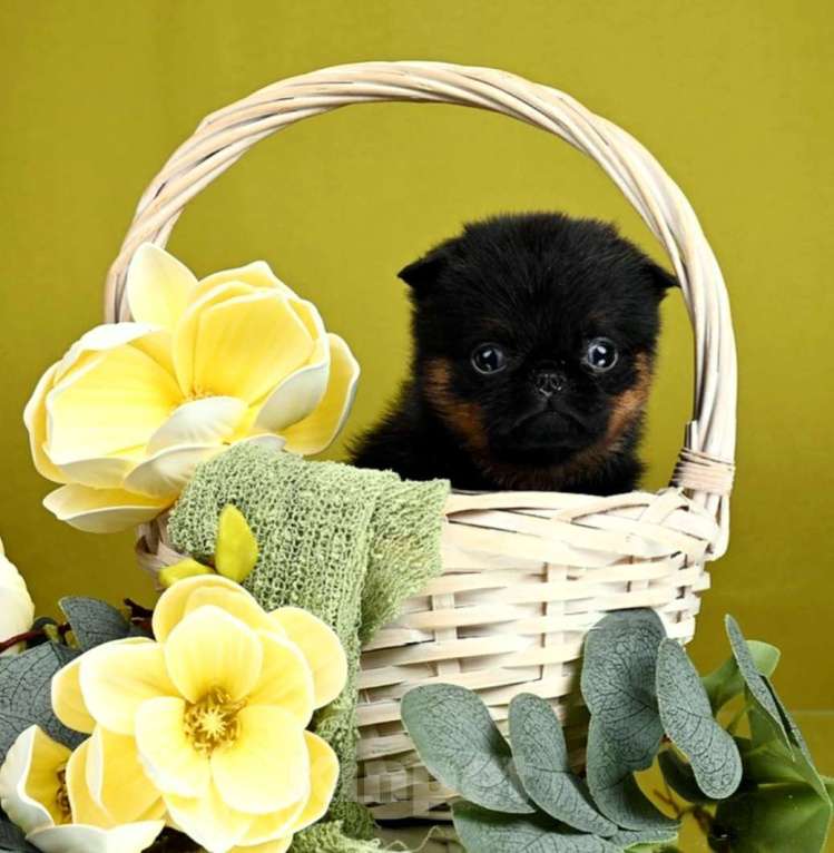 Собаки в Москве: Пти-брабансон черно-подпалая девочка Девочка, 50 000 руб. - фото 2