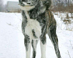 Собаки в Верхнем Пышме: Вязка, 35 000 руб. - фото 1