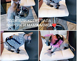 Кошки в Ардоне: Котенок Донского сфинкса Мальчик Мальчик, 15 000 руб. - фото 7