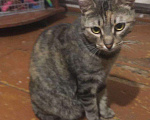 Кошки в Усинске: Кошка Мышеловка, Бесплатно - фото 1