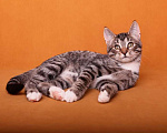 Кошки в Москве: Жизнерадостный котенок Микки в добрые руки! Мальчик, Бесплатно - фото 3